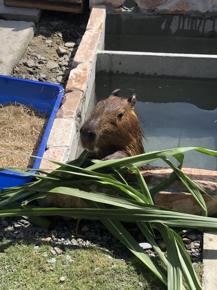 可愛動物園區參觀