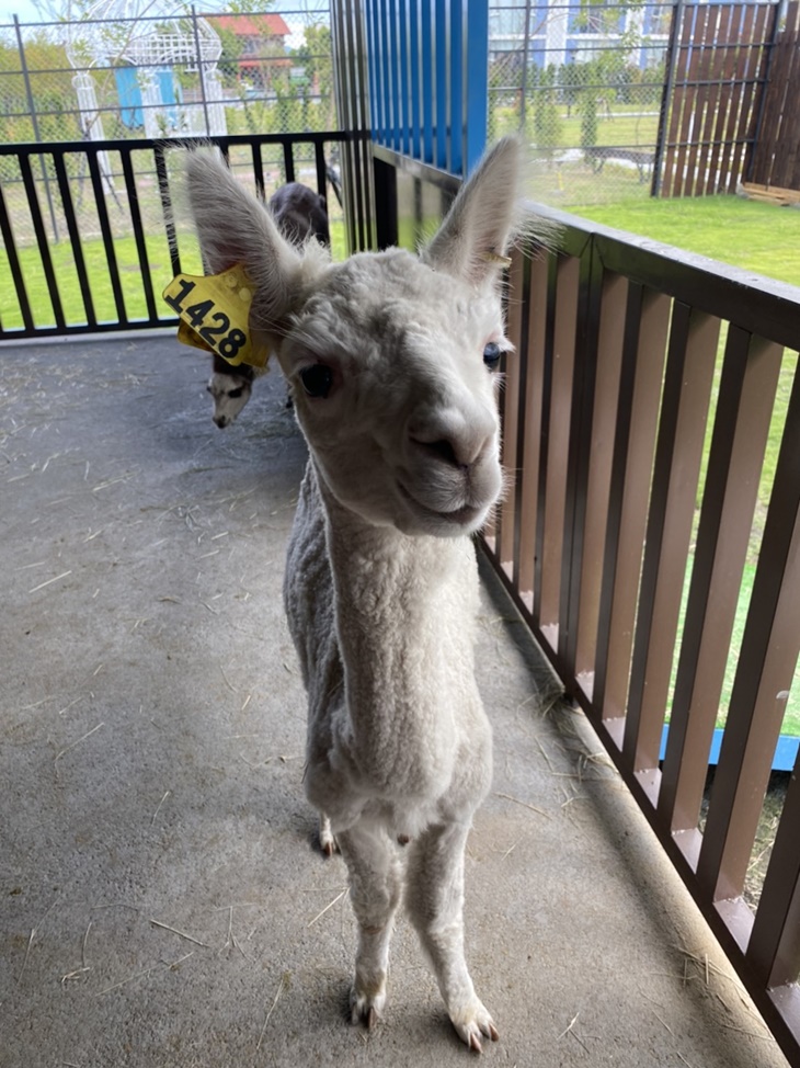 可愛動物園區參觀