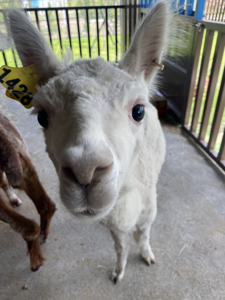 可愛動物園區參觀