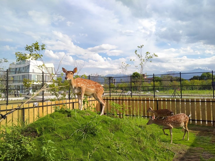 可愛動物園區參觀