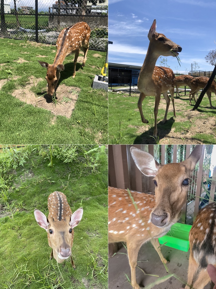 可愛動物園區參觀