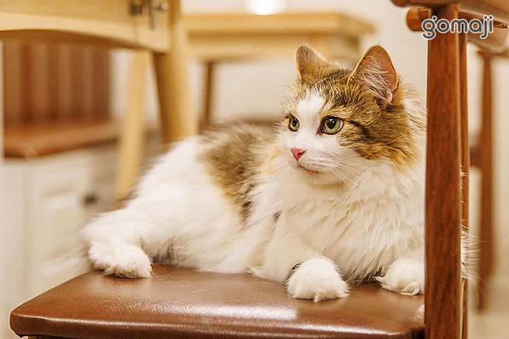 貓醉漁棧‧駐唱‧餐酒館