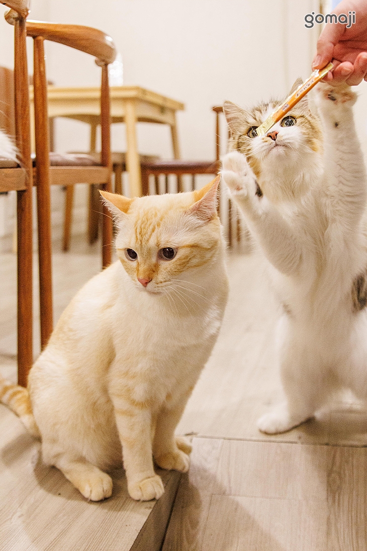 貓醉漁棧‧駐唱‧餐酒館