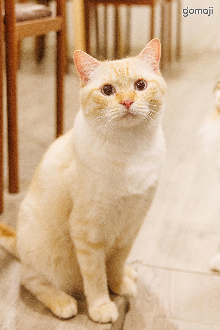 貓醉漁棧‧駐唱‧餐酒館