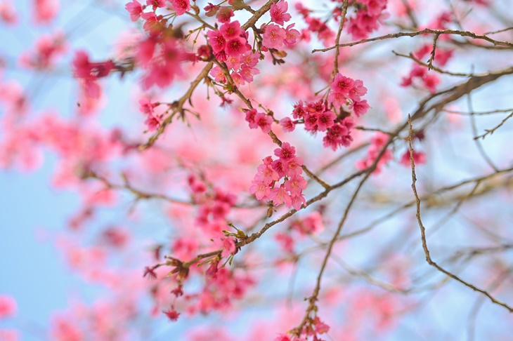 陽明山櫻花季
