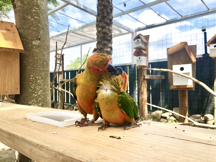 生態鳥園