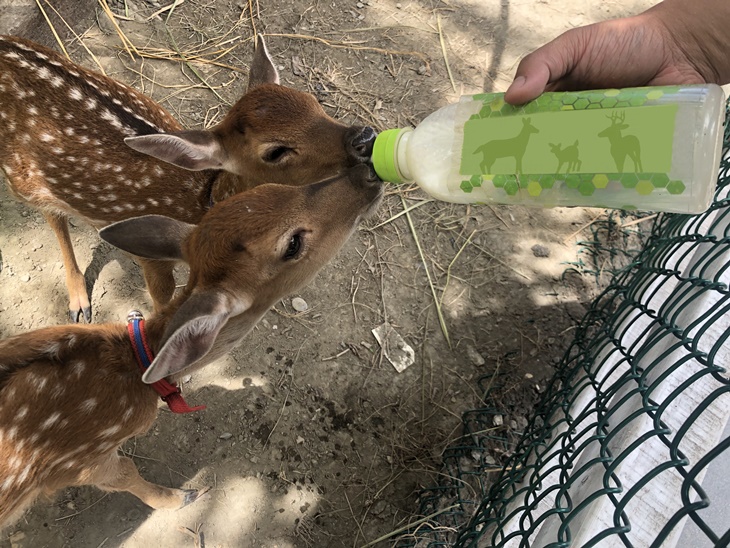 動物餵食