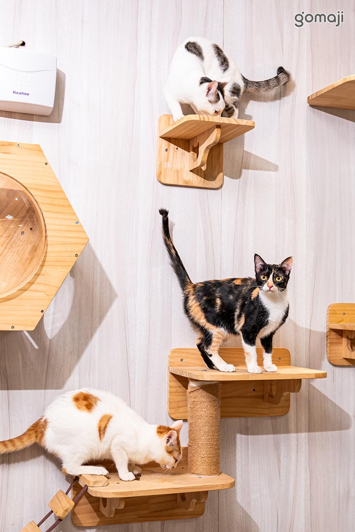 伊莉莎肥肥胖胖Cat.Cafe (中原店)
