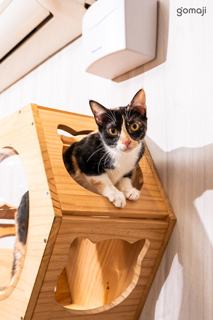 伊莉莎肥肥胖胖Cat.Cafe (中原店)