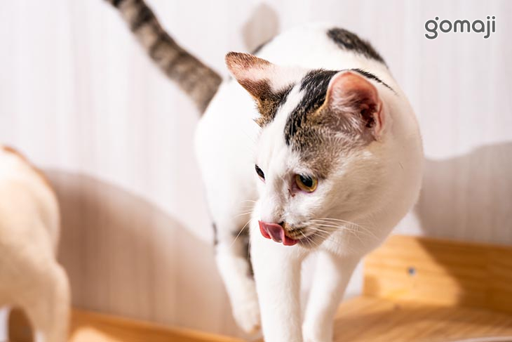 伊莉莎肥肥胖胖Cat.Cafe (中原店)