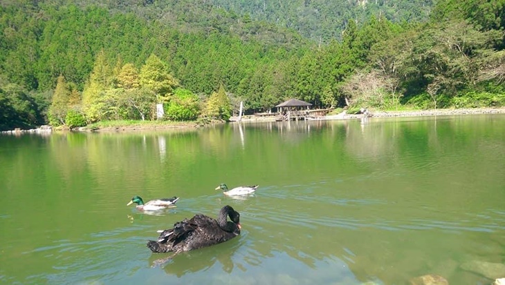明池森林遊樂區、清水地熱一日遊