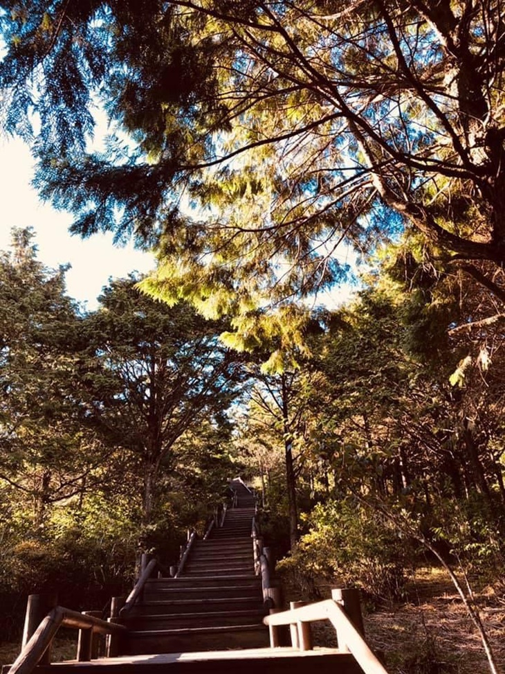 泰安觀止露天風呂溫泉、慢活午食、浪漫落羽松一日遊