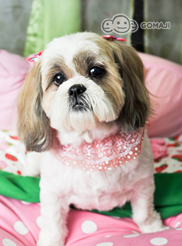 〈6公斤以下中小型犬小美容:刷牙   清耳朵   拔耳毛   剪指甲,磨圆