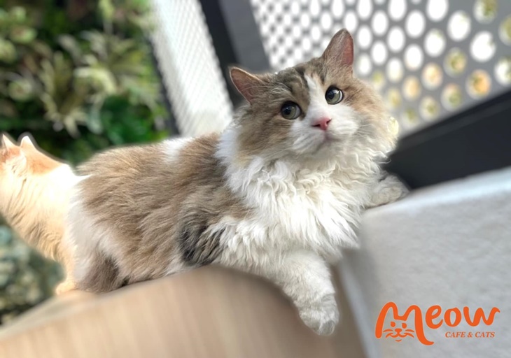 MEOW CAFE 喵屋專業咖啡