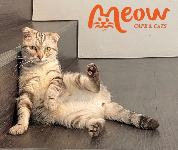 MEOW CAFE 喵屋專業咖啡