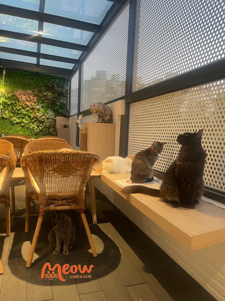 MEOW CAFE 喵屋專業咖啡