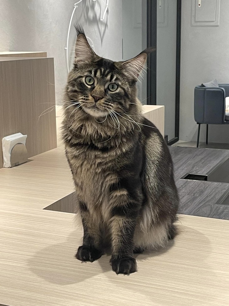 MEOW CAFE 喵屋專業咖啡