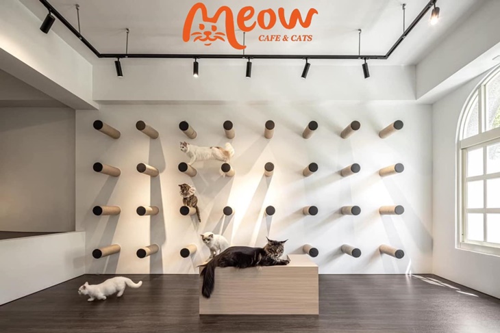 MEOW CAFE 喵屋專業咖啡