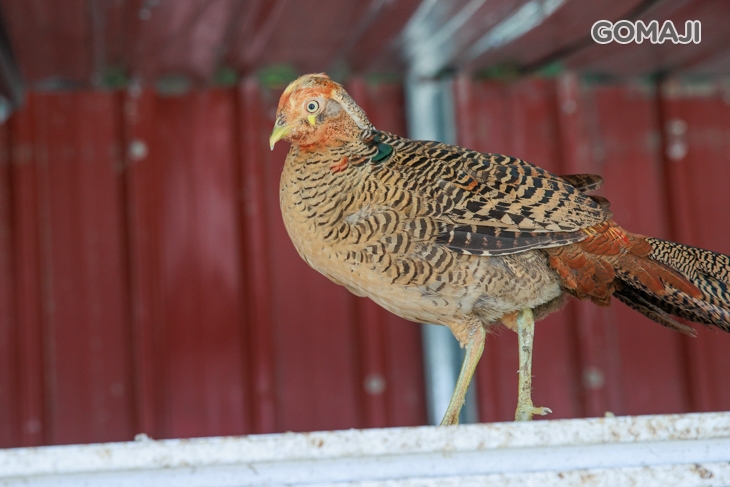 皇家花園餐廳(礁溪旗艦店)
