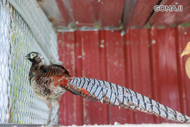 皇家花園餐廳(礁溪旗艦店)