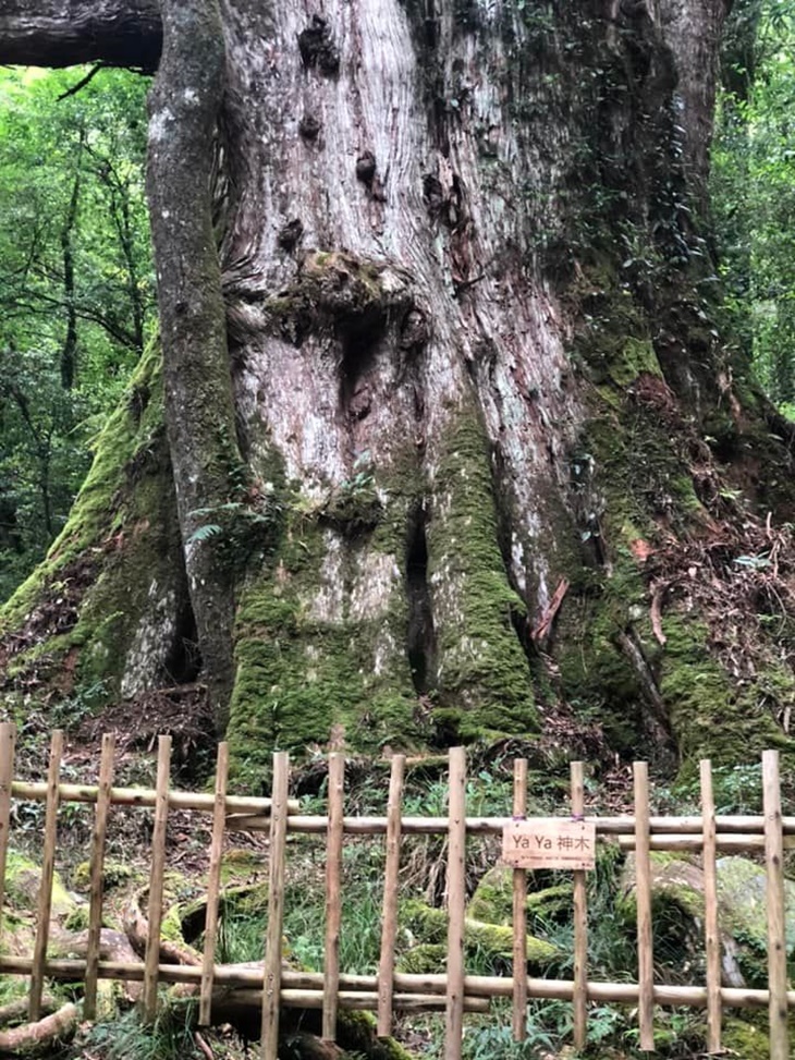 YAYA神木