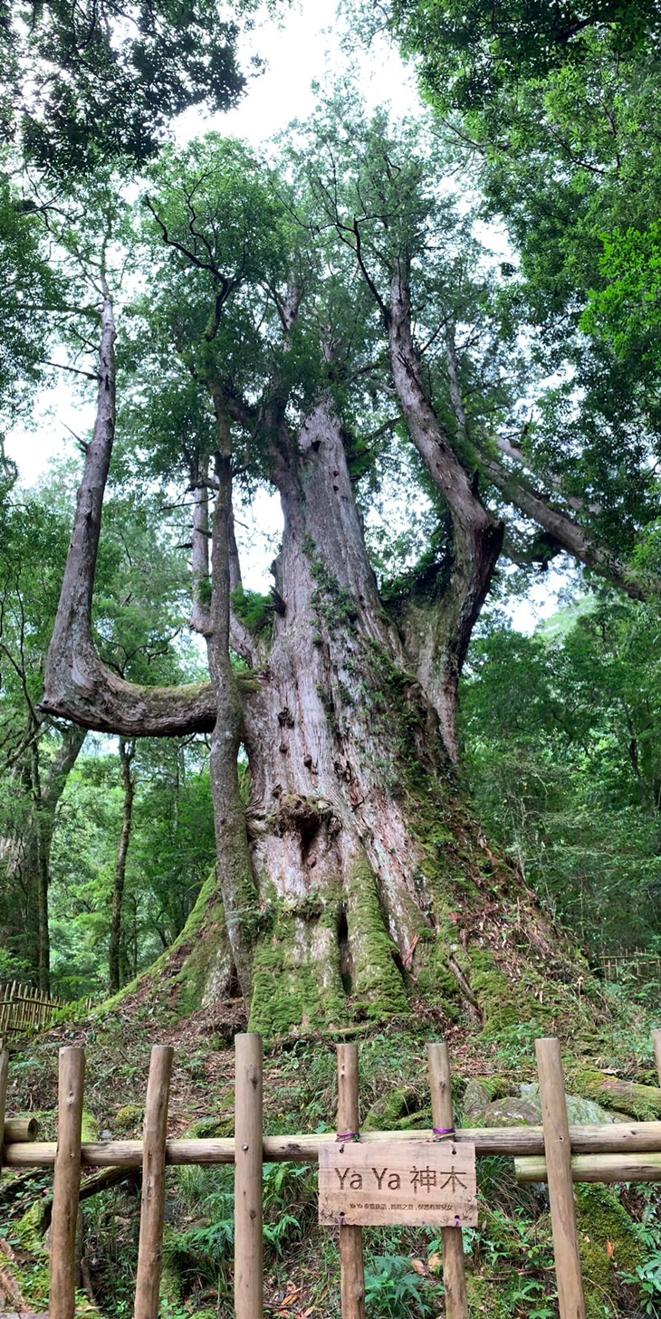 YAYA神木