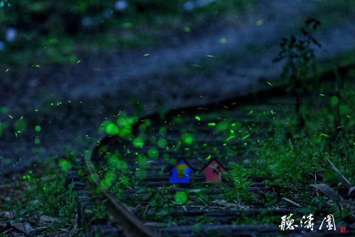 夜間活動