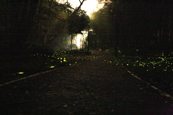 夜間活動