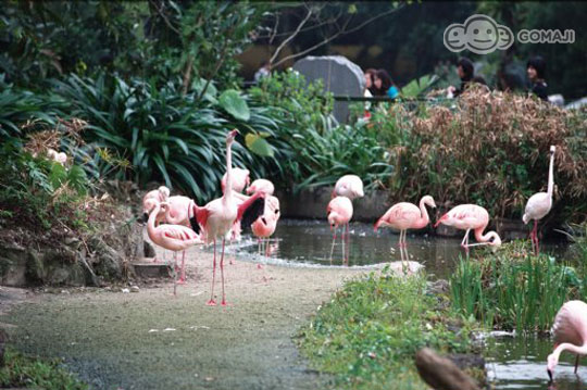 台北市立動物園　